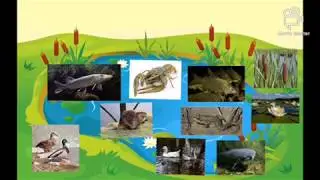 Кто живёт в воде? Старшая группа