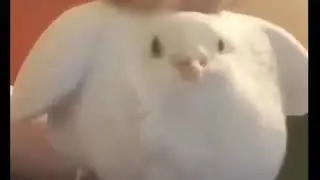 pigeon bass