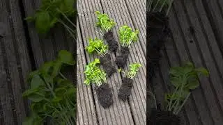 How to save your supermarket basil plant 🌱