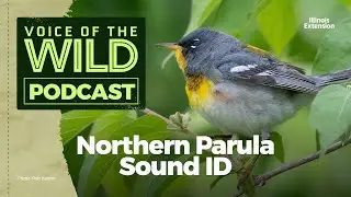 Episode 2: Northern Parula - Voice of the Wild