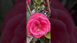 Bee collecting pollen / пчела собирает пыльцу #shortvideo #shorts #video #bee #камелия #цветы #пчела