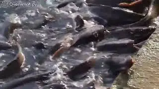 Целая стая сомов