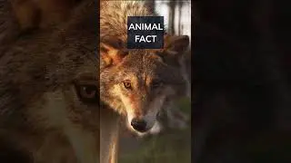 Did you know that all dog are descendants of wolves? Comment and subscribe 👇#shorts #