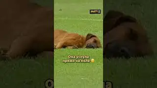 Самая оправданная задержка матча в истории футбола 🙌