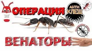 Ants harpegnathos venator. ANTITICK. Treatment of tick infection.