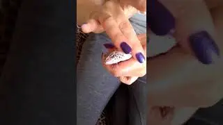 Сколько зубов у эублефара или как открыть рот эублефару