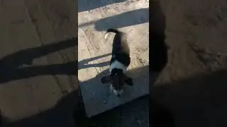 RPG puppy, 1.5 months old