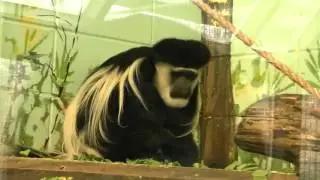 Great Plains Zoo - Sioux Falls, SD - Zoo Review