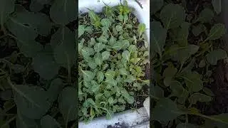 как перенесли мороз растишки