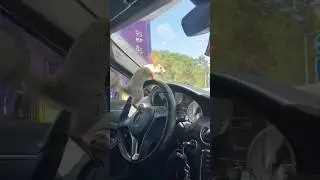 Любопытный Чип😂 