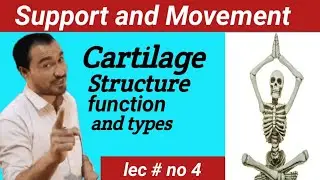 Cartilage,Structure and types lecture. #education #viralvideo  #biology