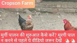 मुरगी पालन करने से पहले ये वीडियो जरूर देखें! | murgi palan ki shuruaat kese kare