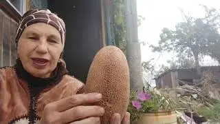 Собрала семена огурцов , как учила соседская бабушка.