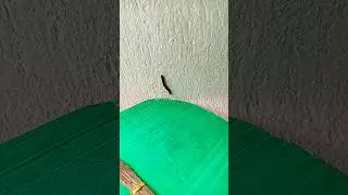 Red Millipede