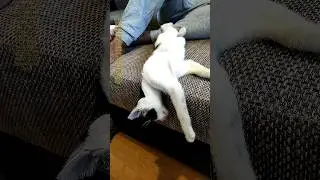 Soro the Cat Finds the Perfect Spot to Sleep | KuyarogerVlog"