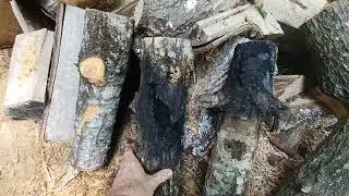 Cutting a $10,000 tree into firewood