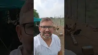 गावरान कोंबडीचे सत्य!