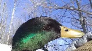 My pet duck