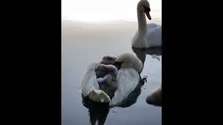 Белый лебедь на пруду