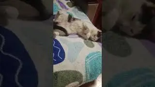 Кот зайка!)