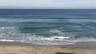 Seagulls Watching the Surfers