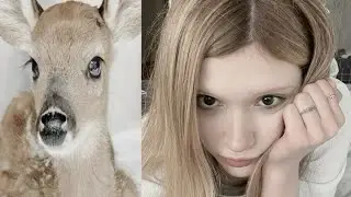bambi beauty