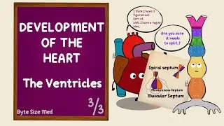 Development of the Ventricles | Spiral Septum | Development of the Heart | Part 3/3 | Embryology