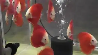 Super Tropical Red Discus