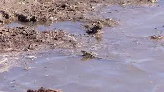 Racerunner Eat Cricket