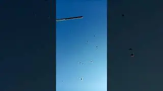 Николаевские голуби Змеева В.И.