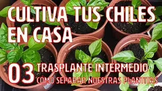 Cultiva tus chiles en casa - 03 - El trasplante intermedio. Cómo separar nuestras plantitas