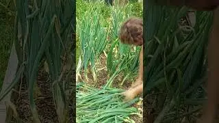 Cultivo Completo De La Cebolla #plantas #huerta #shorts #cebollas #huertinadetoni