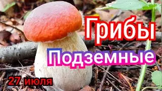 ПОДЗЕМНЫЕ БЕЛЫЕ ГРИБЫ.СБОР 2020,ПОДМОСКОВЬЕ