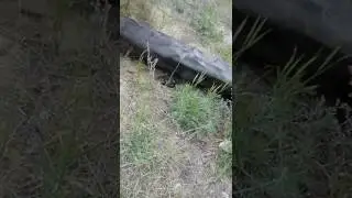 Поймал змею Рязань