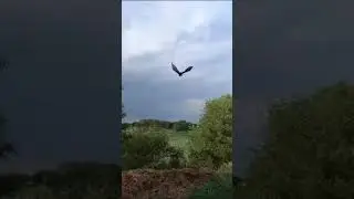 Орел степной , вырастили дома 
