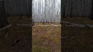 роща