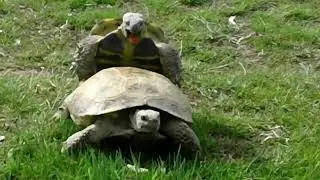 Стоны черепах 1 час.