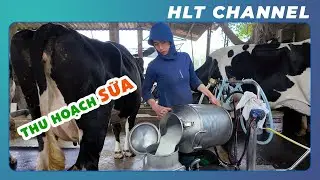 How to Raise Dairy Cattle Effectively?