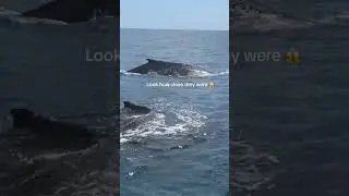 Why are the whales slapping their tail and fins?!