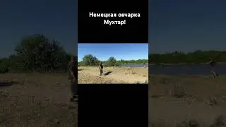 Немецкая овчарка Мухтар!