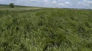 Ячмінь геліос з нормою висіву 50 кг на га//.