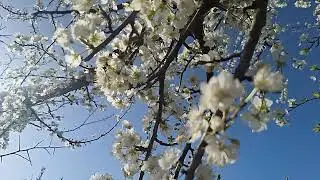 @New things in nature Prunus domestica,plums flowers and bees,lulet e kumbullave dhe bletët(3)