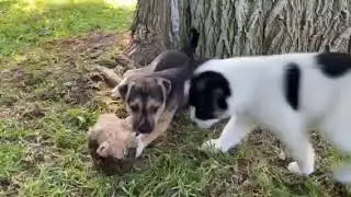 PUPPIES