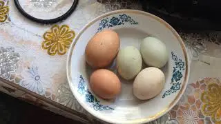 Курица снесла... голубое яйцо!