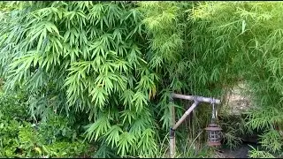 How To Grow A Bamboo Hedge