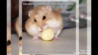 мемы про хомяков.