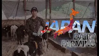 JAPAN DAIRY FARMING | APPLY KA NA.