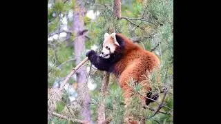 Beautiful Panda | #Shorts