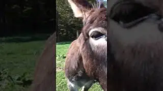 Donkeys