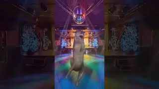 ИхВильНочь #ichwillnacht #ichwillnight #яхочуночь